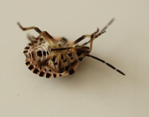 Réf. 190 944 : Codophila varia